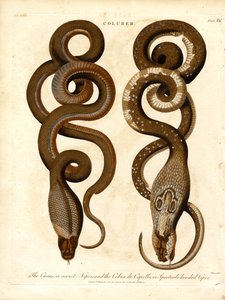 The Cæcus or Secret Viper and the Cobra de Capello or Spectacle-hooded Viper