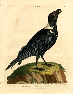 The Collared Raven of Africa