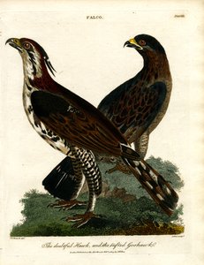 The Doubtful Hawk and the Tailed Goshawk by John Pass