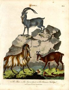 The Ibex; the Syrian Goat; and the Chamois Antelope