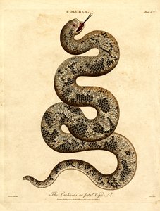 The Lachesis or Fatal Viper by John Pass