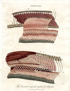 The Locomotive Muscular System of Serpents