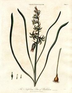 The Neapolitan Star of Bethlehem by John Pass