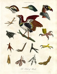 The Parts of Birds