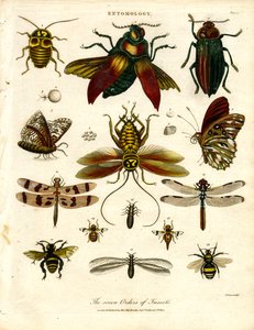 The Seven Orders of Insects by John Pass