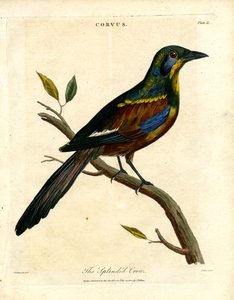 The Splendid Crow
