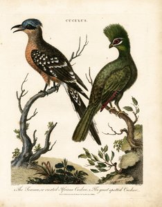 The Touraco and the Great Spotted Cuckoo