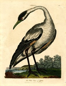 The White Crane of Japan by John Pass