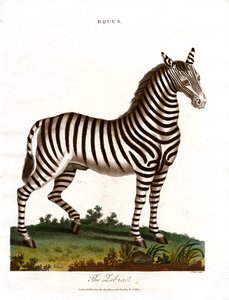 The Zebra