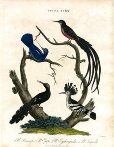 Upupa and Yunx (Hoopoe and Wryneck) by John Pass