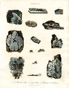 Various Lichen Species of the Genus Parmelia by John Pass