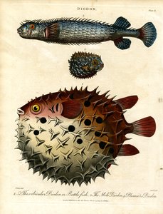 Various Porcupine Fish (Diodon) by John Pass
