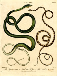 Various Snake Species by John Pass