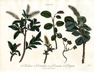 Various Willow Species (Salix)