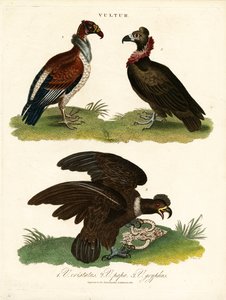 Vultures