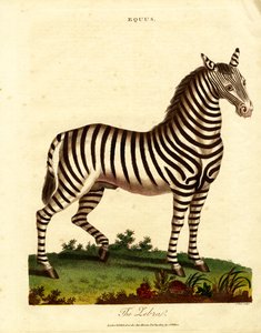 Zebra by John Pass