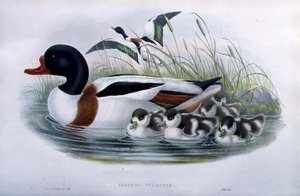Sheldrake (Tadorna Vulpanser)