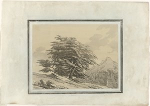 Cedar
