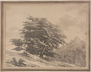 Delineations of the General Character Ramifications and Foliage of Forest Trees: Cedar