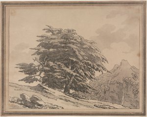 Delineations of the General Character Ramifications and Foliage of Forest Trees: Cedar, 1789