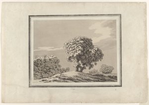 Elm