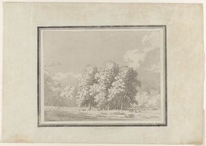 Horse Chestnut