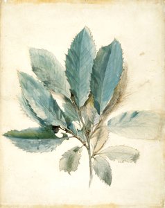 Chestnut Leaves by John Ruskin