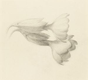Cowslip Bells, probably 1871 by John Ruskin