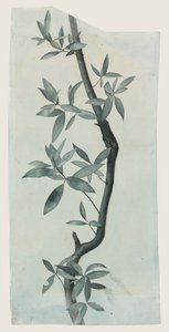 Study of Willow Leaves, c.1857 by John Ruskin