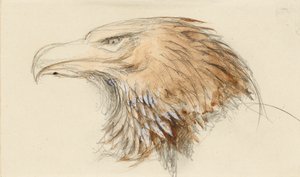 The Head of a Common Golden Eagle, from Life, 8 - 11 September 1870 by John Ruskin