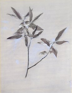 Under-surface of a dried Spray of Olive, after 1878 by John Ruskin