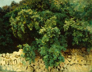 Ilex Wood, Majorca