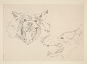 Two Views of a Wolf