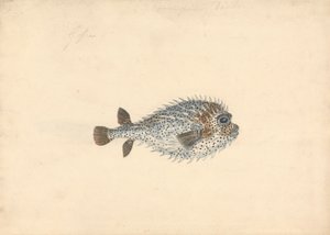 A Porcupine Fish