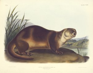 Canada Otter--Male