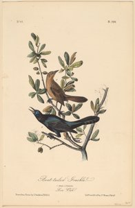 Boat-Tailed Grackle by John T. Bowen, after John James Audubon