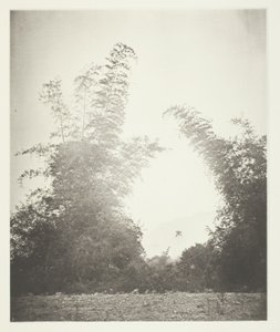 Bamboos at Baksa, Formosa by John Thomson