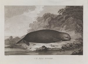 A sea otter