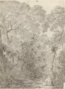 The Fan Palm of Cracatoa