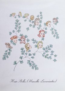 Hair-Belles (Marcella Luxuriantia), Illustration from 