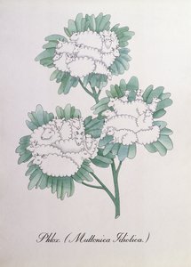 Phlox, Illustration from 