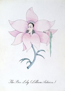 The Bee Lily (Lillium Satirica.), illustration from 