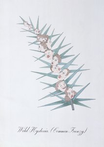 Wild Hysteria (Common Frenzy), Illustration from 