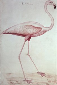 Flamingo