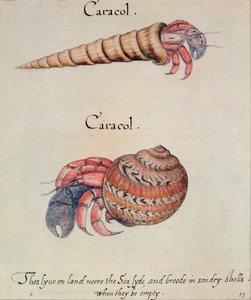 Hermit Crab