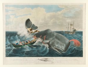 Capturing a Sperm Whale