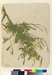 Acacia by John William Lewin