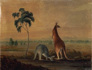 Kangaroos in a landscape, c.1819