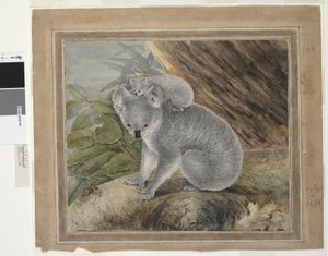 Koala and young, 1803