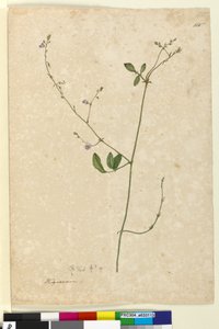Page 115. Hedysarum by John William Lewin